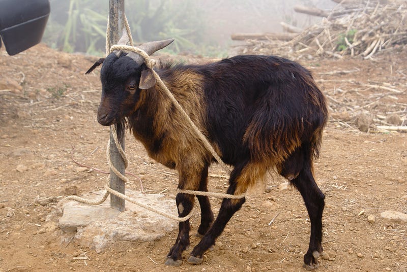 A goat playfully entangled in a rope.