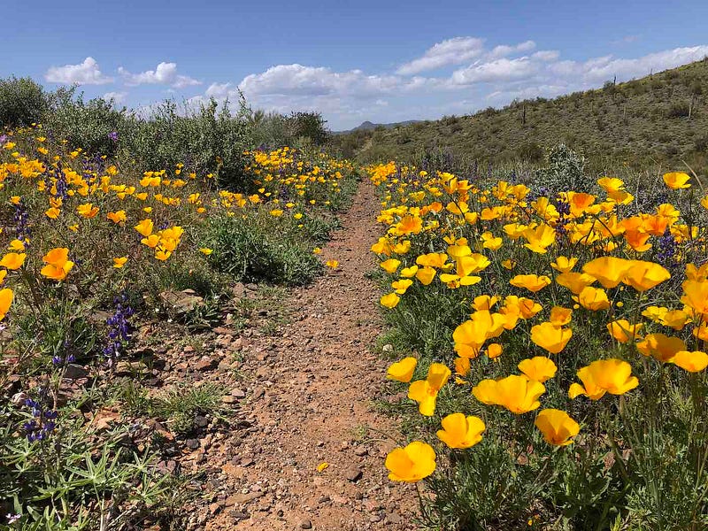 Vibrant desert flowers in bloom