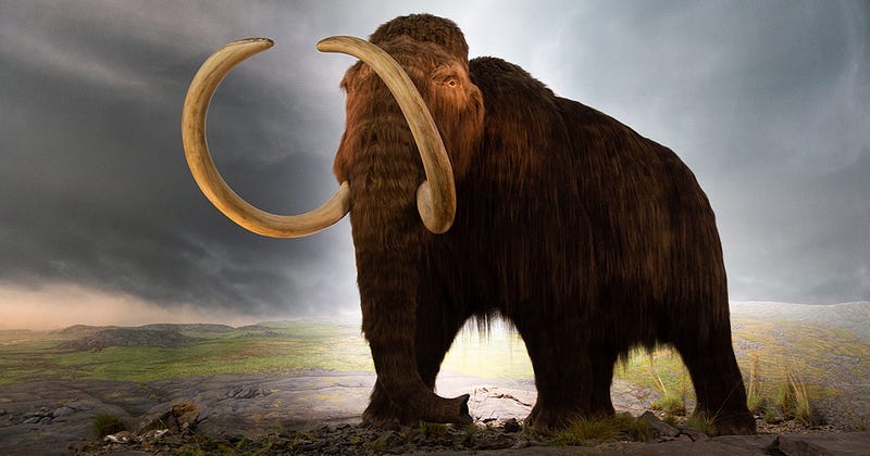 Image of a Woolly Mammoth