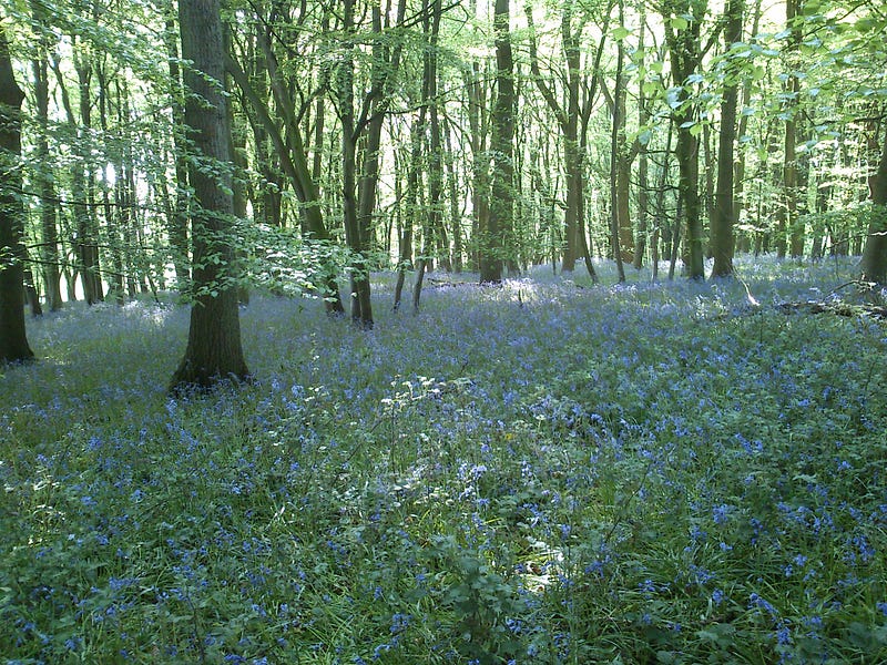 Springtime bluebells in Wytham Woods