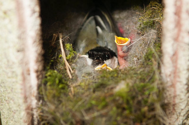 Adult great tit with her chicks in the nest