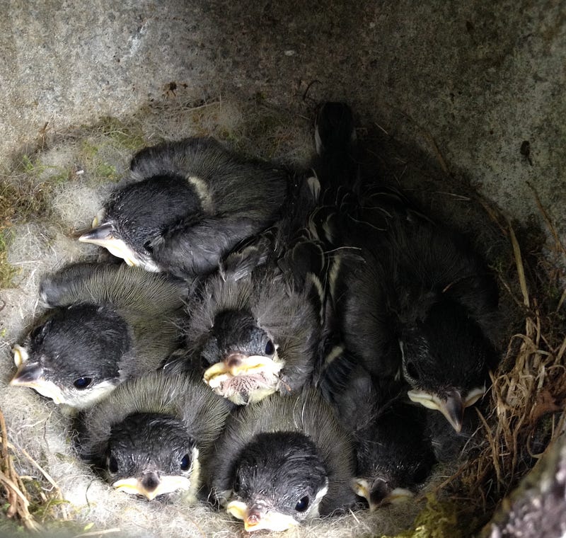 Great tit nestlings waiting for food