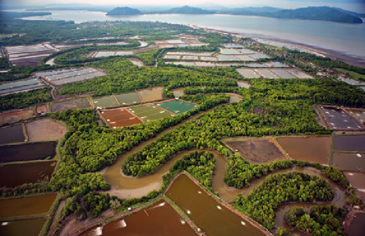 Aerial view of mangrove destruction