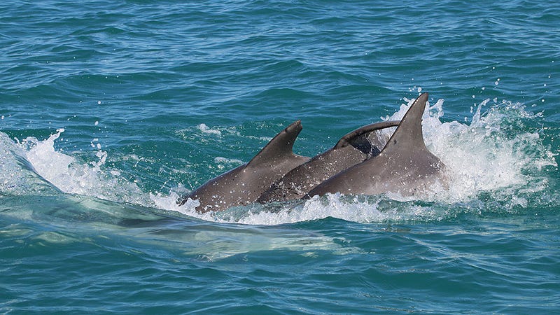 Male dolphins socializing in Shark Bay