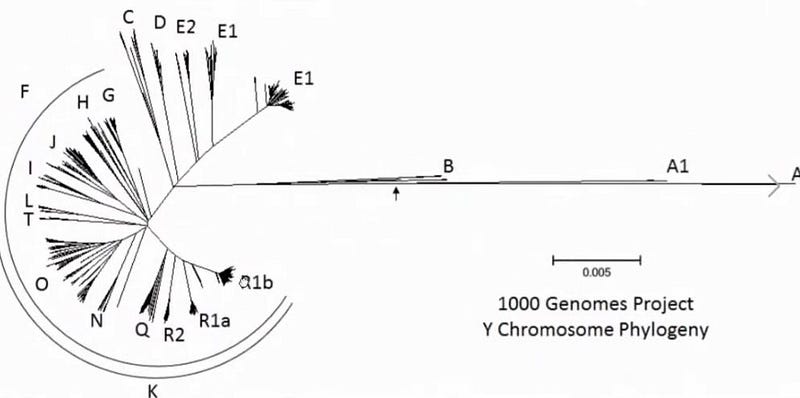 Unrooted phylogenetic chart from the 1000 Genome Project