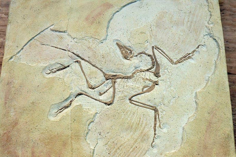 Fossilized Archaeopteryx cast at Creation Discovery Centre, Tasmania