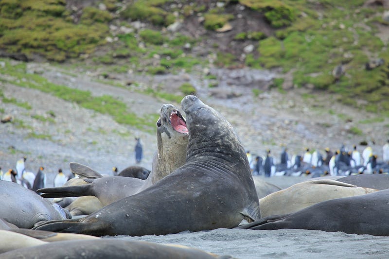 Southern elephant seals in their natural habitat