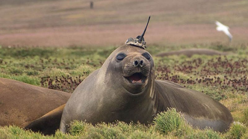 A seal equipped with an antenna ready for exploration