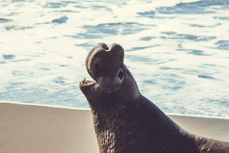 The beauty of Antarctic waters