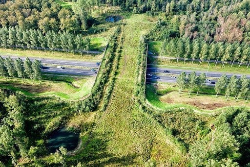 Overpass design for safe animal and pedestrian crossings