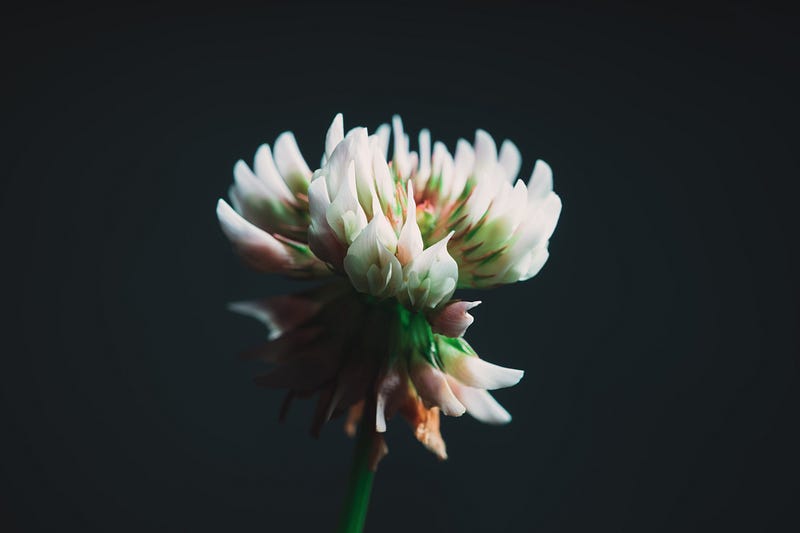 White clover flower thriving in urban environment