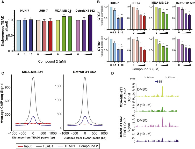 TEADs and Tumor Growth Inhibition