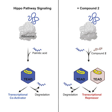 Proteomics Tools in Drug Development