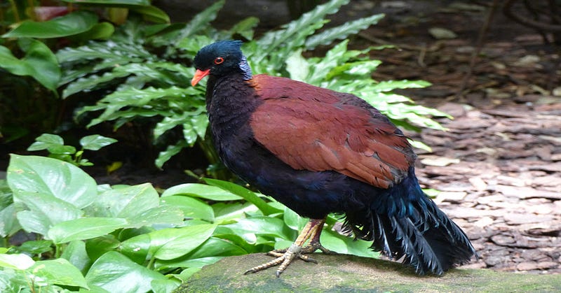 Black-naped Pheasant Pigeon Rediscovery