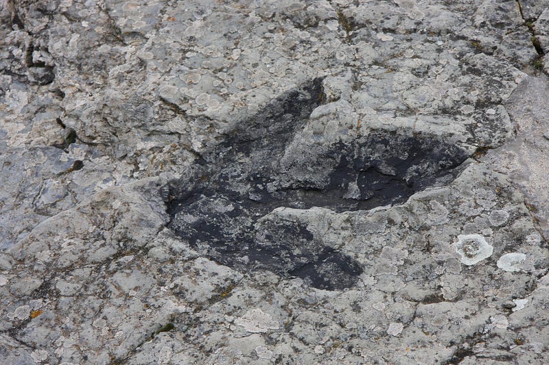 Fossil remains of the Transylvanosaurus platycephalus