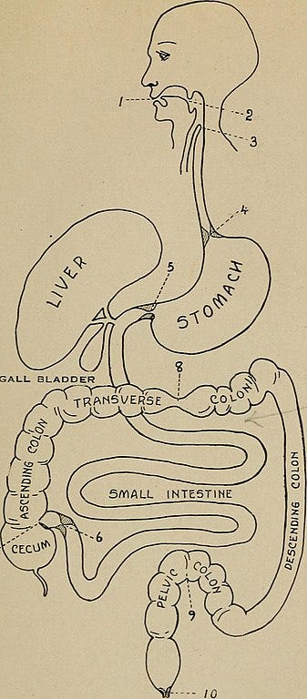 Digestive processes in the human body