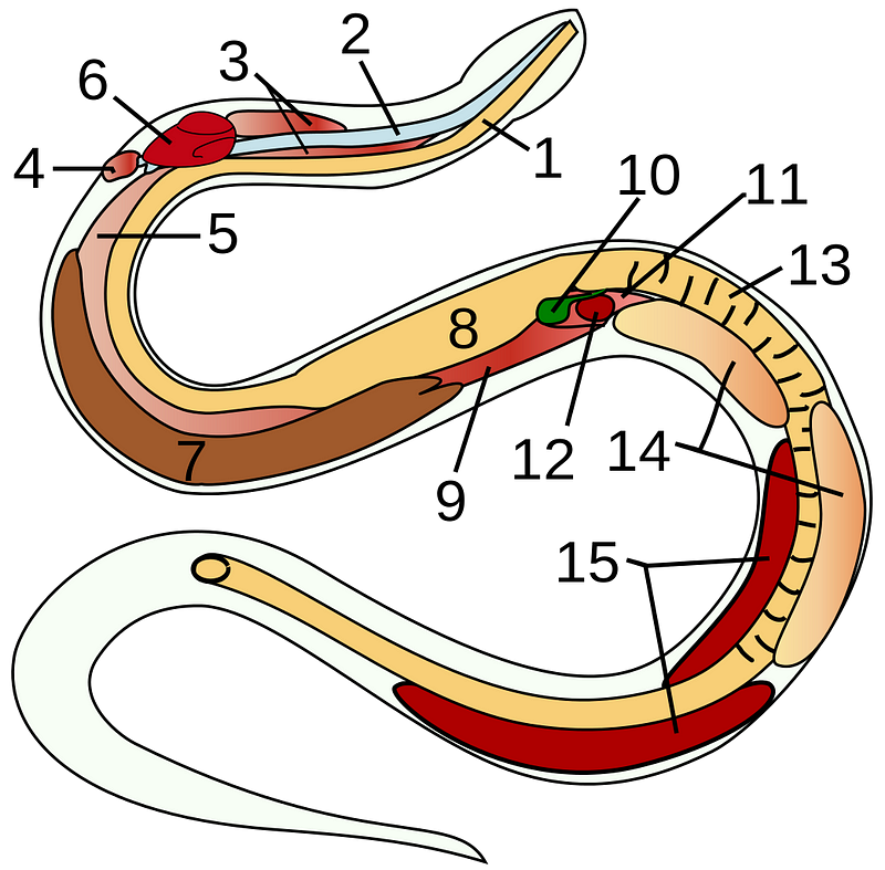 Anatomy of a snake illustrating digestion