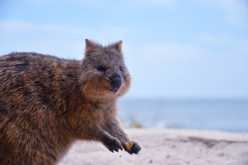 Happy Quokkas