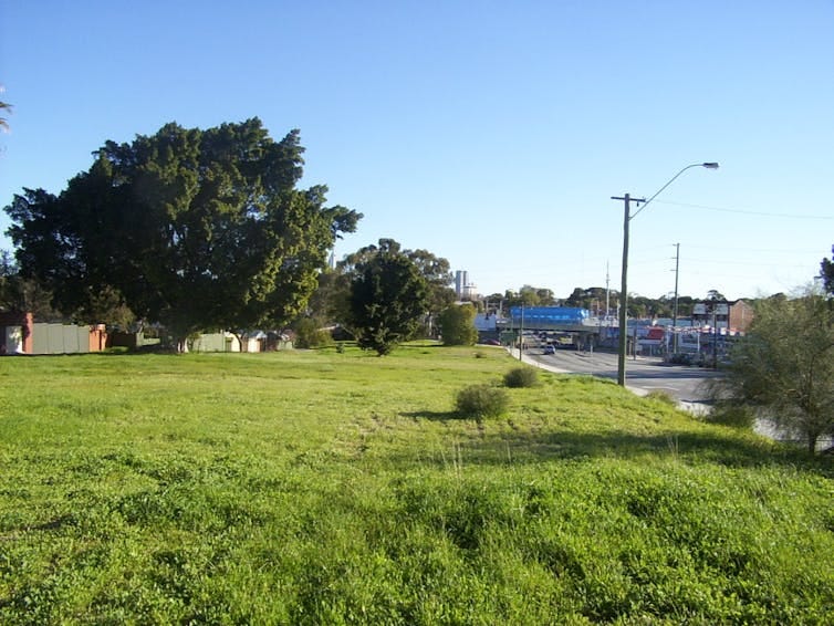 Community gardens thriving in urban spaces