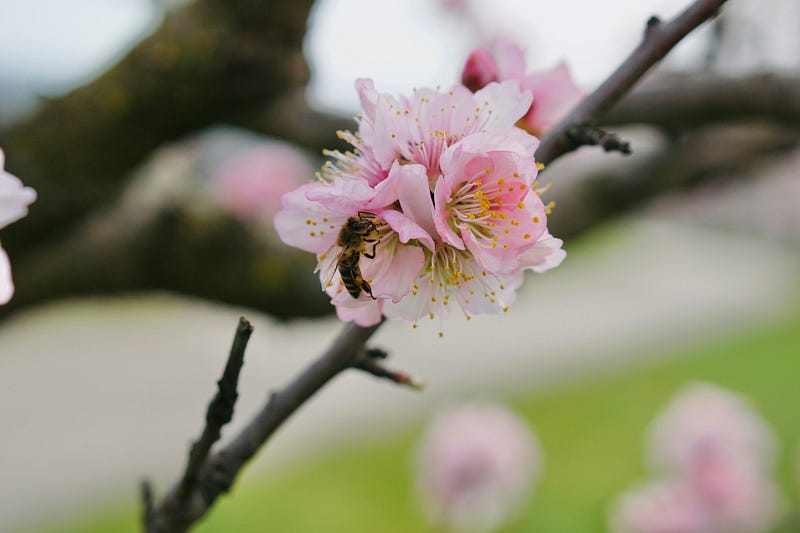 Mindfulness practice in nature