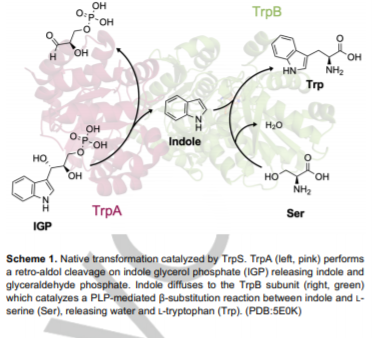 Tryptophan Synthase Process