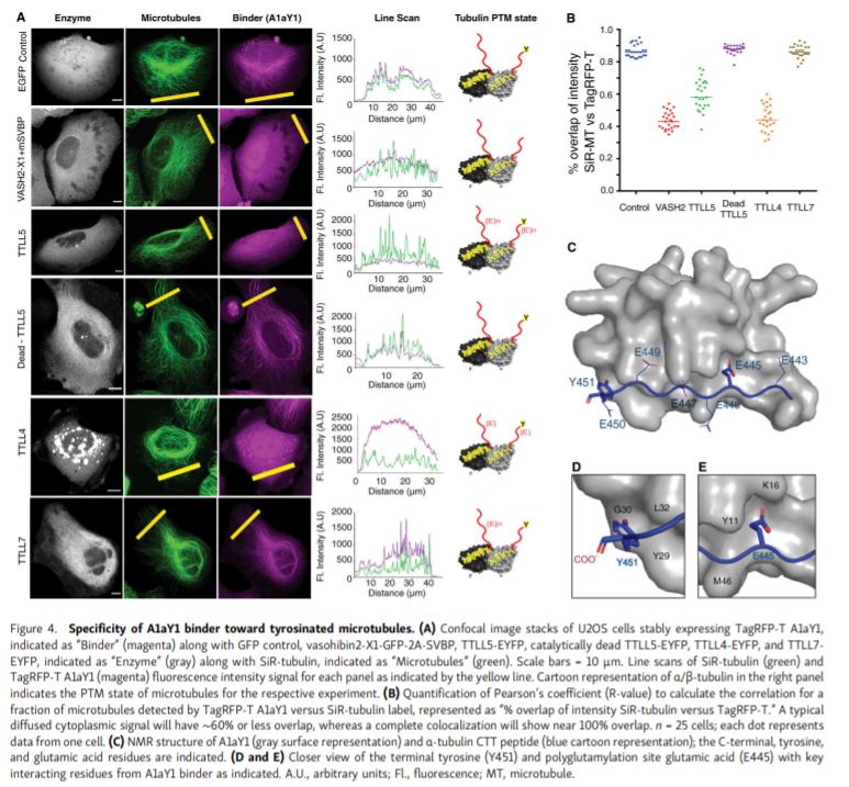 Live-Cell Sensor Development