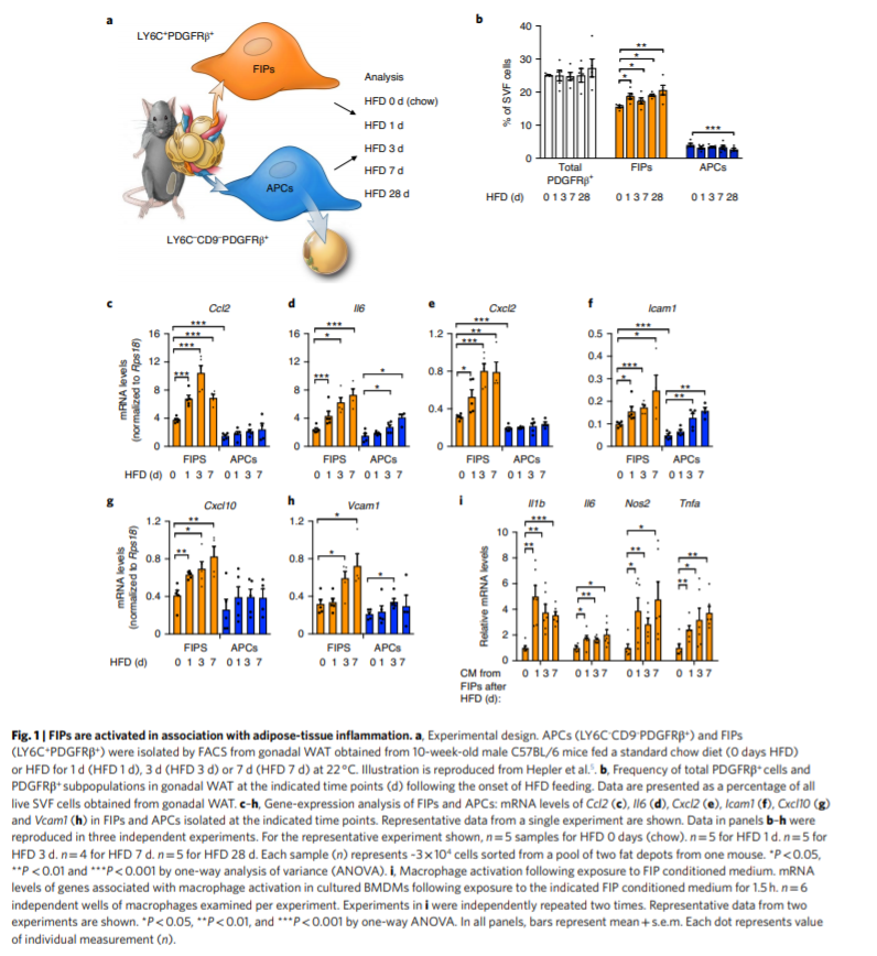 Understanding Inflammation in Obesity