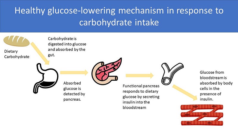 Glucose regulation in a healthy body