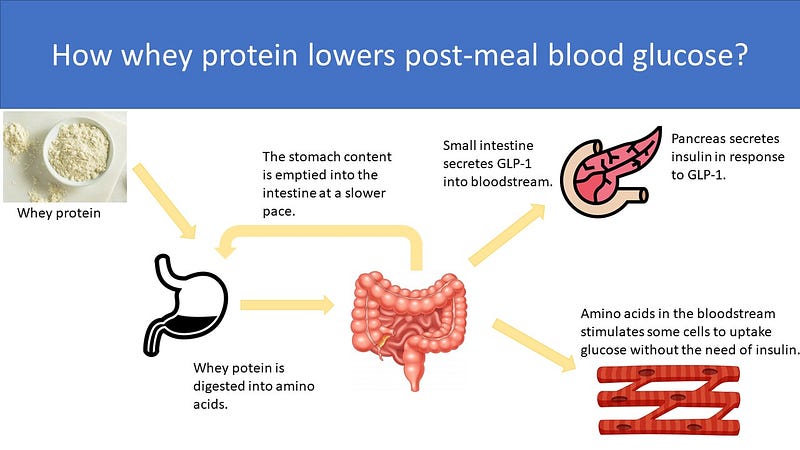 Mechanisms of whey protein in blood glucose control