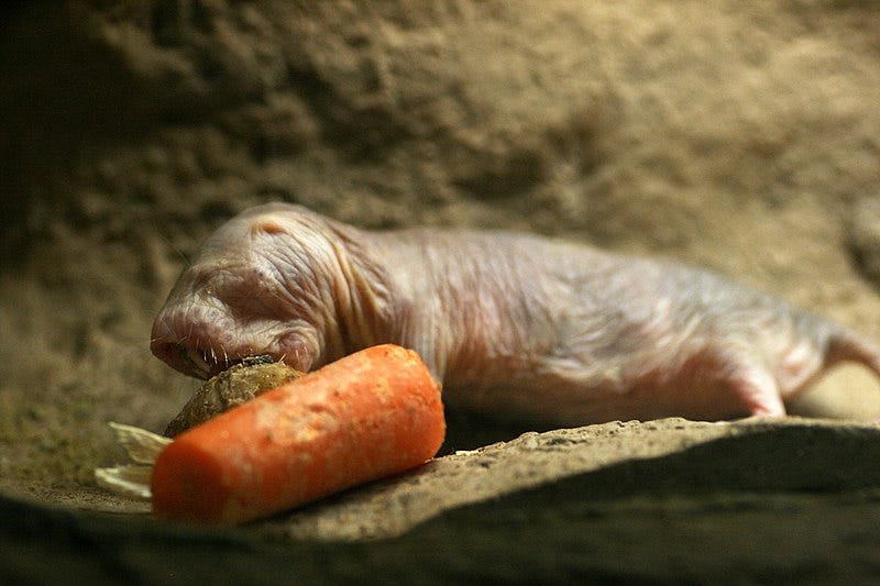 Naked mole-rats in their natural habitat