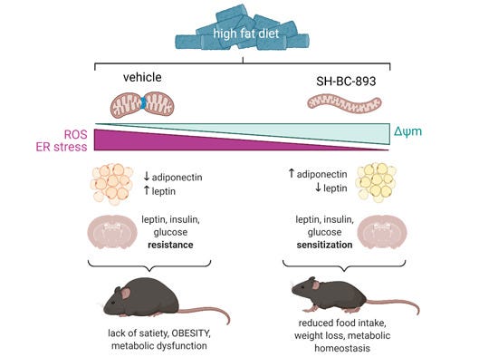 Mitochondrial Shape Restoration