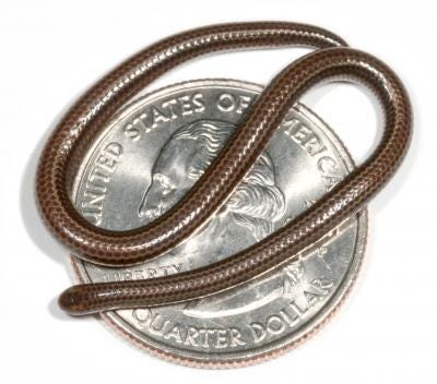 A close-up of the world's smallest snake