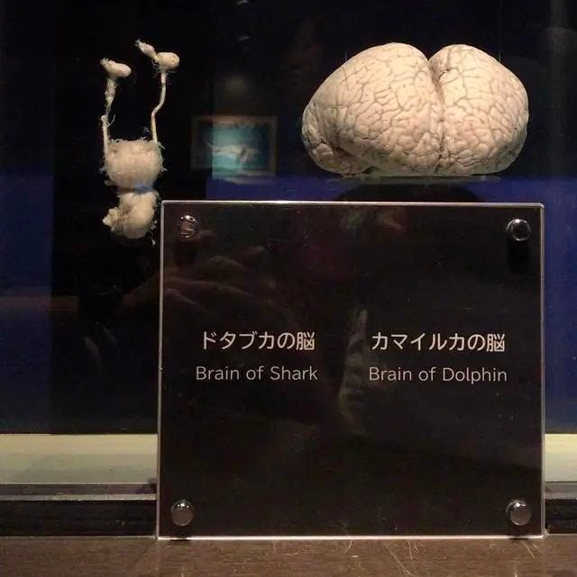 Brain comparison between shark and dolphin