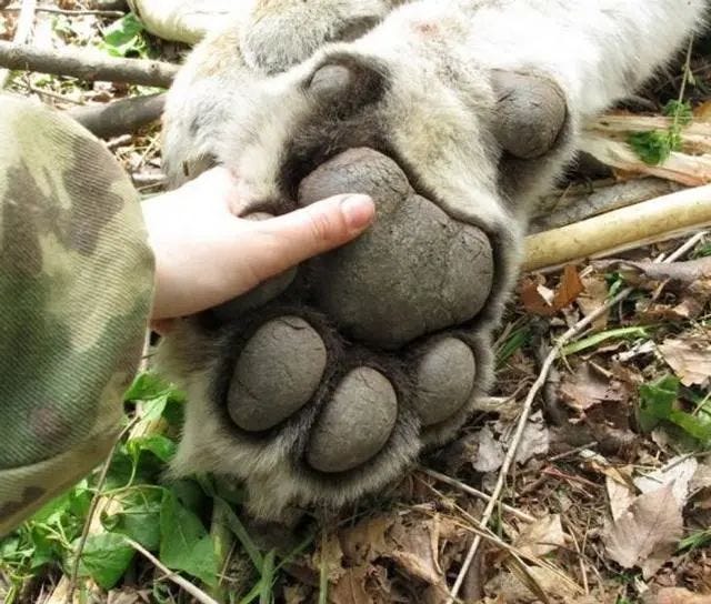 Size contrast between adult hand and Siberian tiger claws