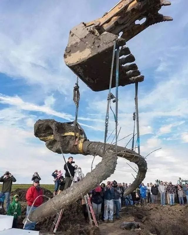 Mammoth skeleton fragment