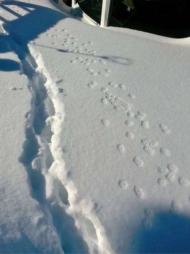 Cat footprints in the snow comparison