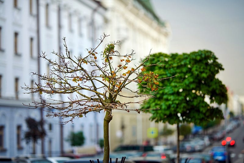 Urban vegetation impacted by climate change