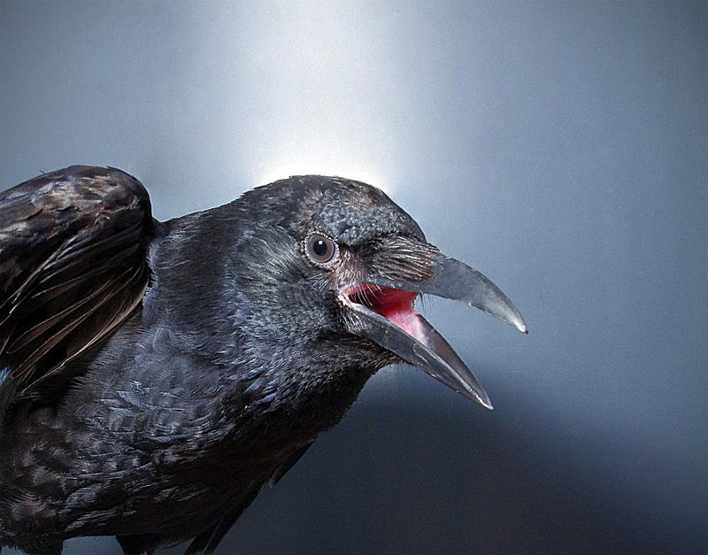 Carrion crow vocalizing in a natural setting.