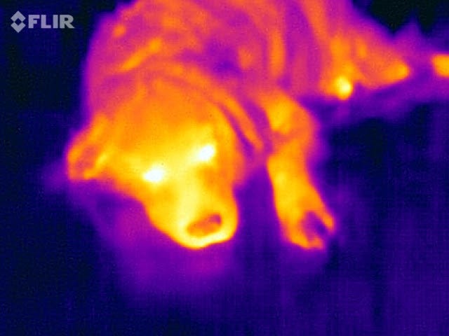 Infrared image of a dog