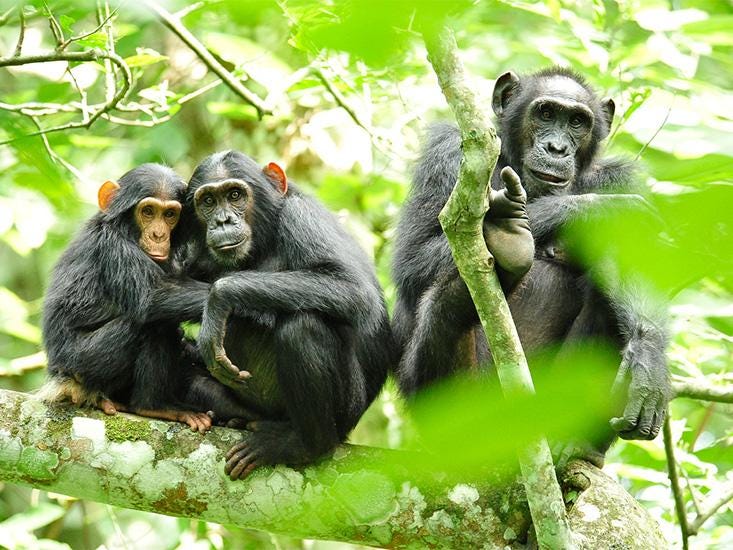 Diverse chimpanzees showcasing genetic variety