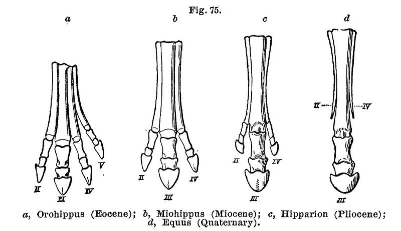 Illustration of horse evolution by O.C. Marsh