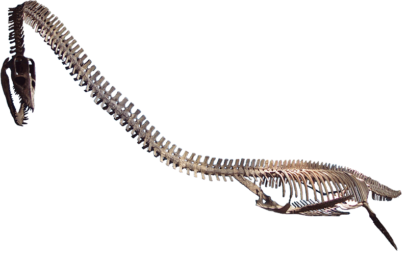 Elasmosaurus in a museum