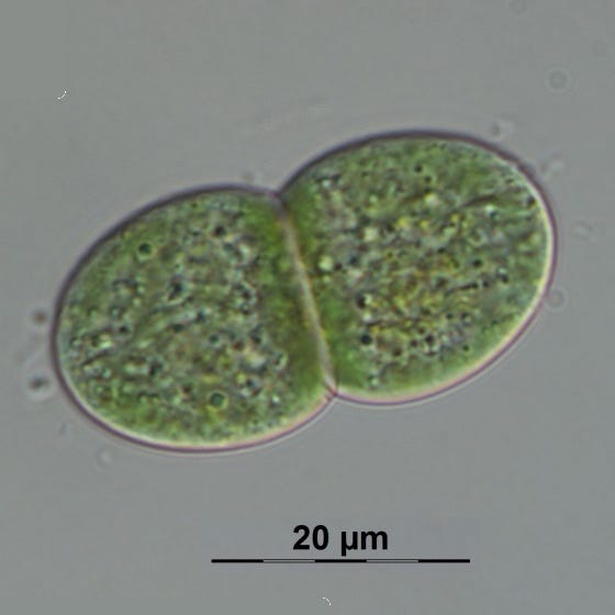 Image depicting examples of simple multicellular organisms