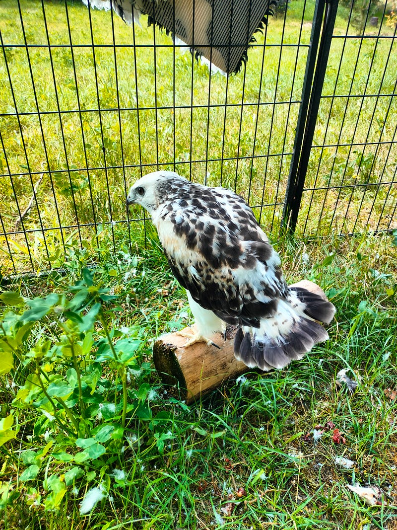 Young buzzard in its enclosure before release.