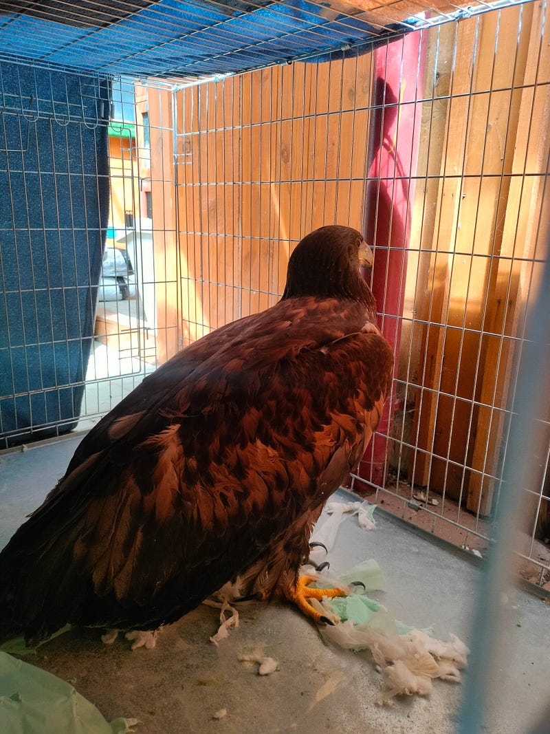 White-tailed eagle in its new enclosure.