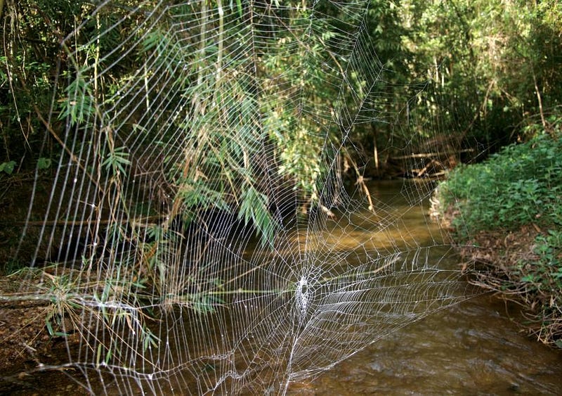 The Darwin's bark spider produces the strongest silk.